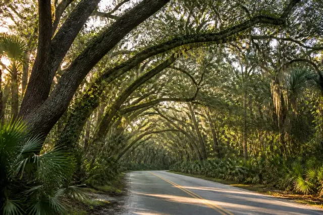 Live-oak canopy arching over a quiet two-lane road in The Hammock with backlit Spanish moss