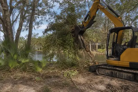 Compact excavator gripping a multi-trunk Brazilian pepper thicket along a Palm Coast canal bank with red-berried branches held mid-lift