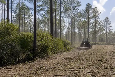 Compact tractor with a bush hog mowing dense gallberry and wax myrtle understory between slash pine trunks on Flagler County acreage