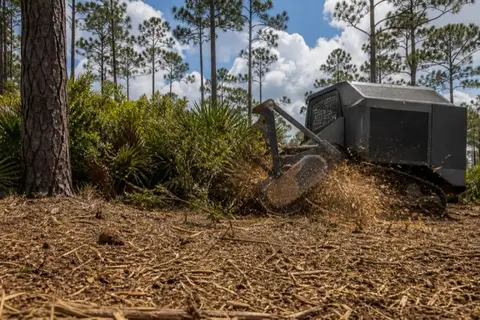 Drum mulcher head grinding through saw palmetto and wax myrtle while straight slash pines stand untouched behind the machine