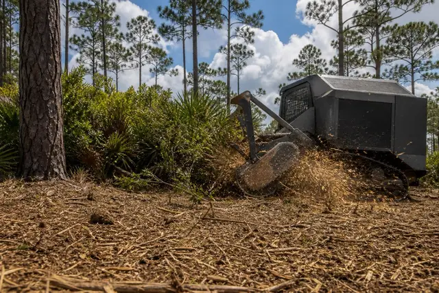 Forestry mulcher grinding saw palmetto beneath standing slash pines, chips arcing in afternoon light