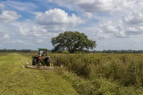 Tractor with a bush hog mowing shoulder-high dog fennel on an overgrown Flagler County pasture with a preserved live oak island mid-field